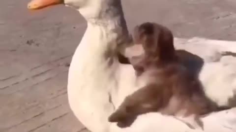 Funny videos of animals