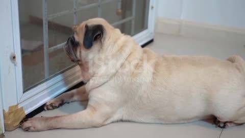 Cute pug dog waiting for owner, Sleepy and Feeling bored. Quarantine for Corona Virus COVID 19