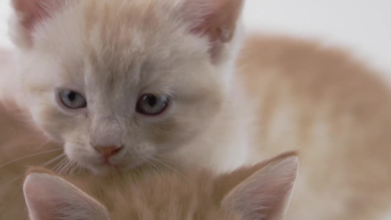 Two Pretty Kittens Looking At The Camera | Funny 4K Video