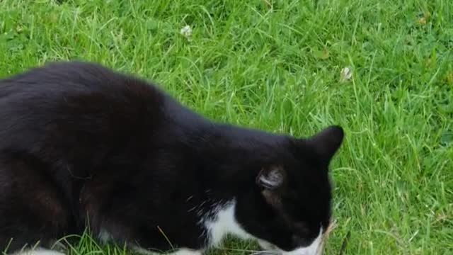 Savage cat chews on a bird