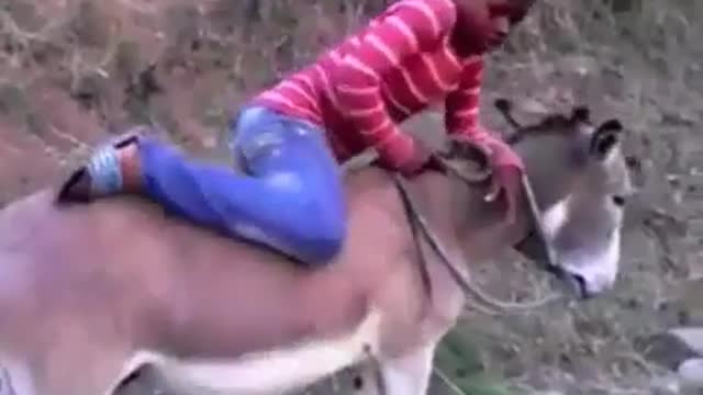 A super fast donkey