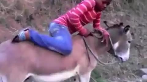 A super fast donkey