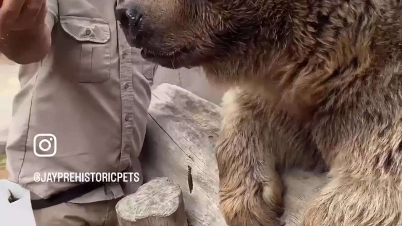 Cute eating in bear 🐻 viral video -5 #zoo