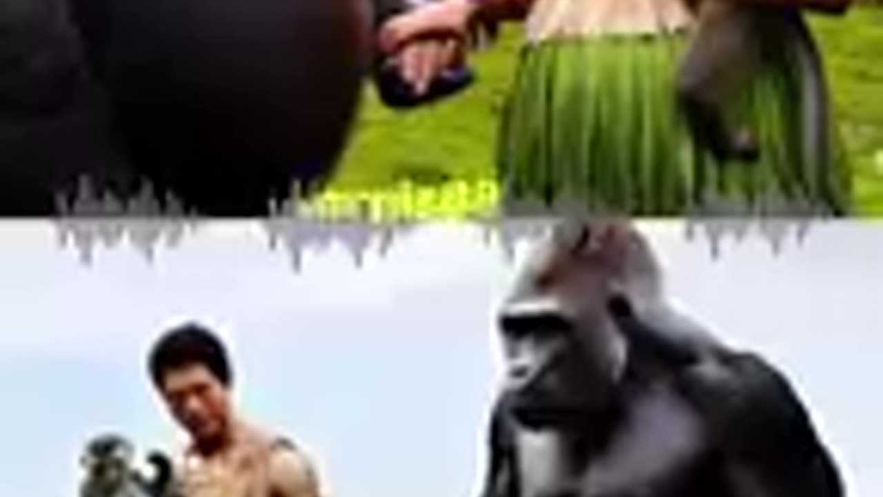 Funny Orangutan