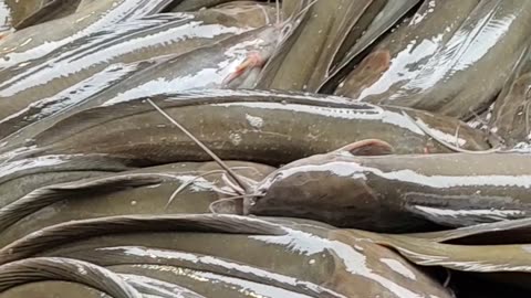 Amazing Catfish Video l Big Magur Fish Live Video In Fish Market#shorts