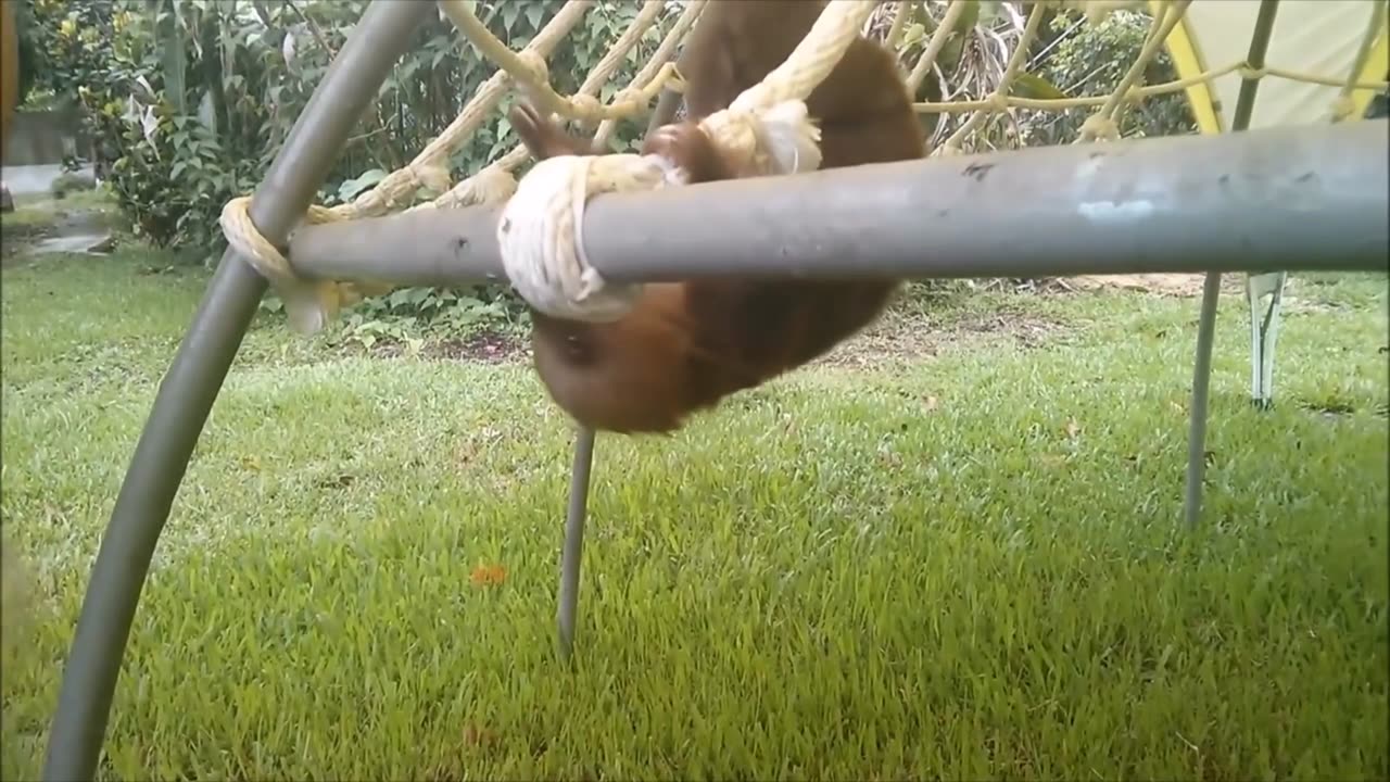 Baby Sloths Being Sloths - FUNNIEST Compilation