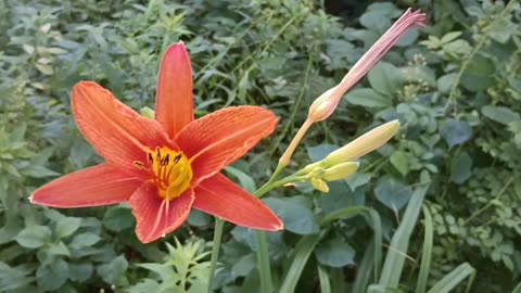 Tiger Lily