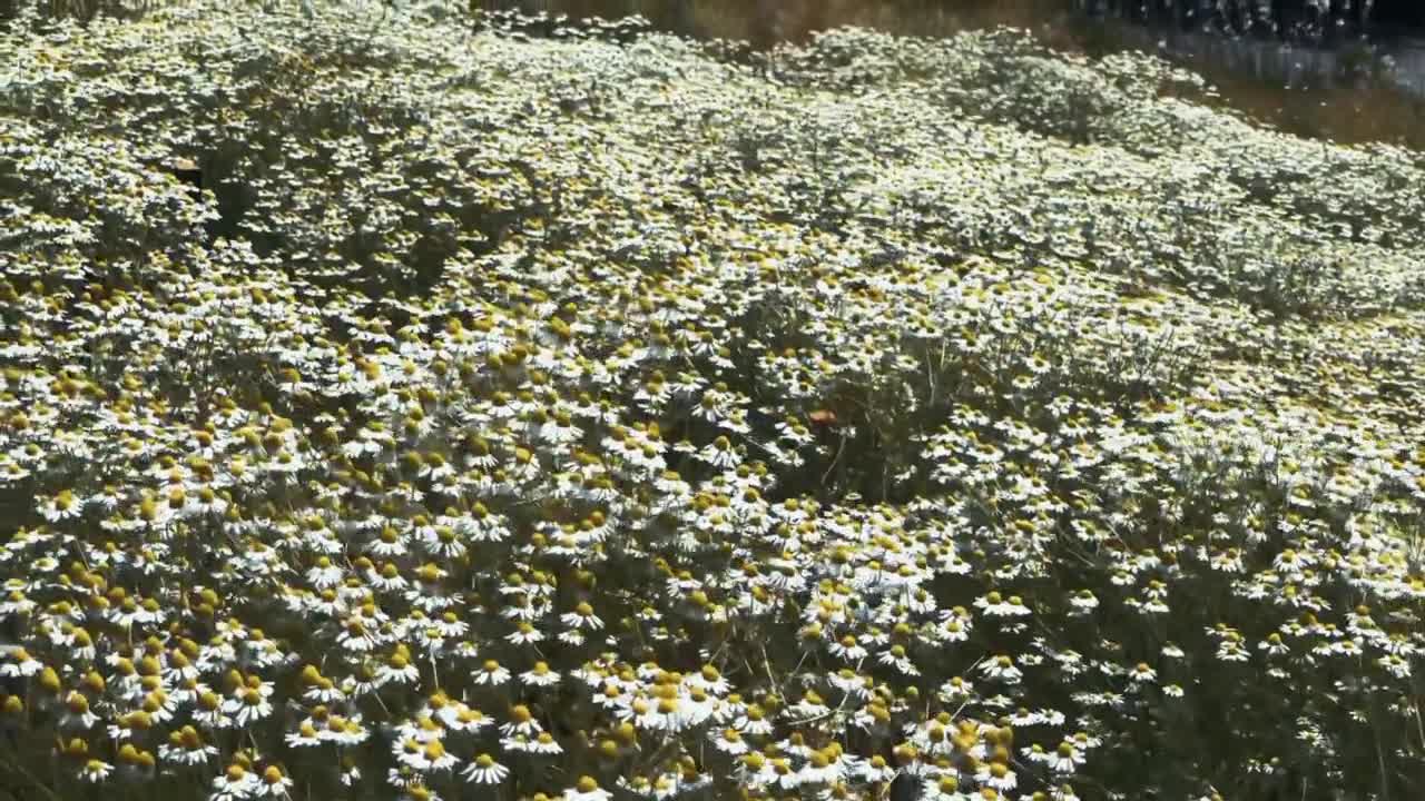To see a world in a grain of sand. And a heaven in a wild flower