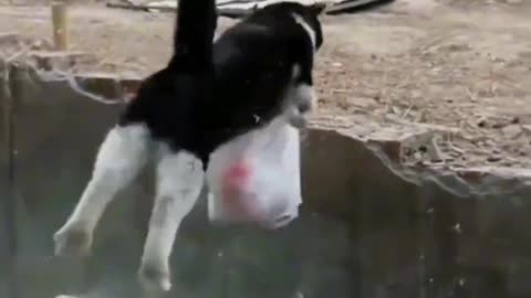 Funny animals completion and