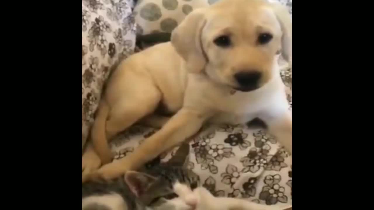 The dog is so cute! see that