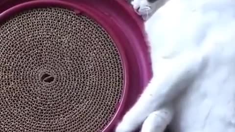 Share the daily life of your pets