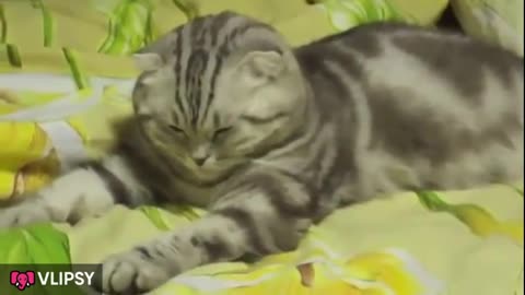 Cat funny video