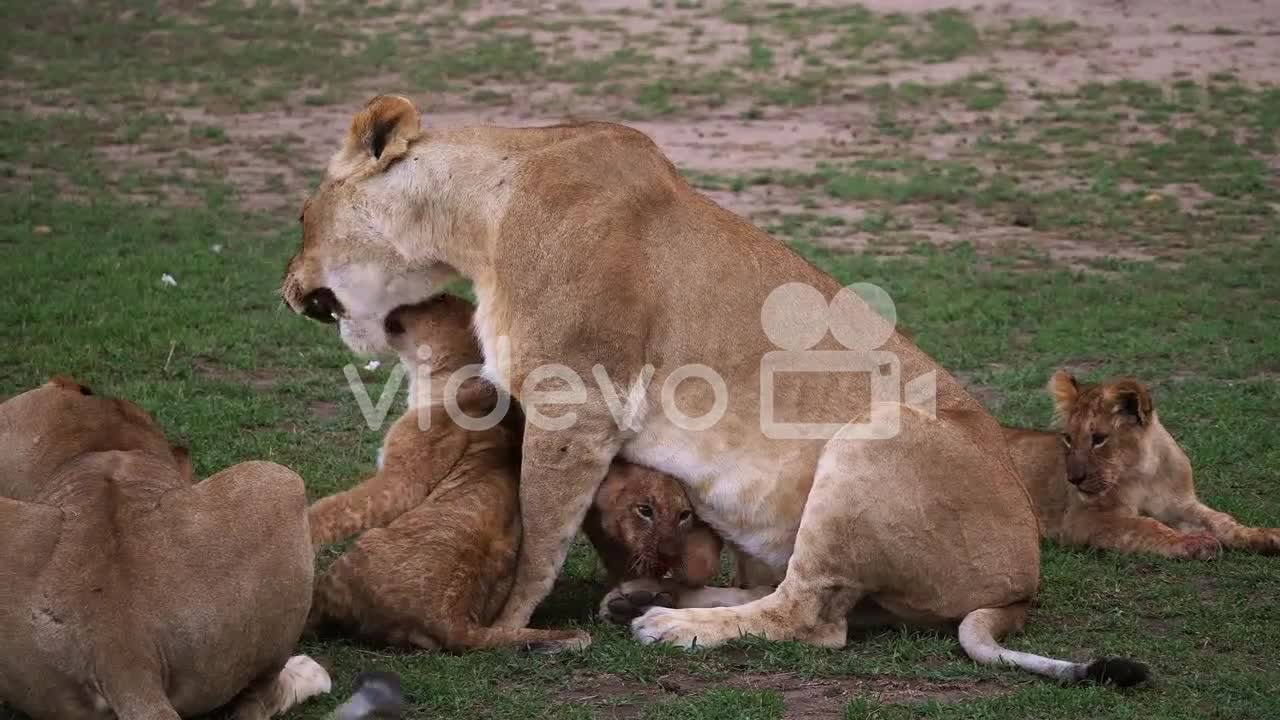 African Lion, panthera leo, Mother and Cub playing, Masai Mara Park in Kenya, Real Time 4K