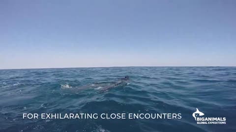 Blue Whales and Sharks of San Diego