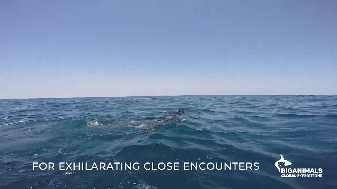 Blue Whales and Sharks of San Diego