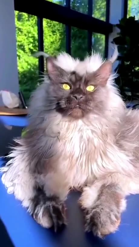 Cute cate video 🐈😺🐈😺😺😺🐈🐈