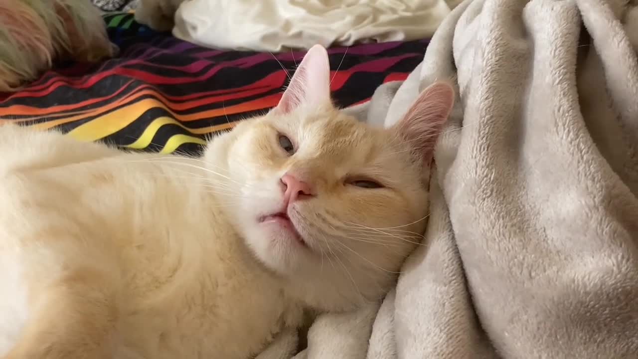Welcome Henry into the family! He’s been with us for a few months