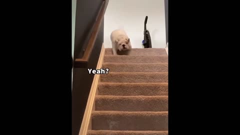 FUNNY ANIMALS