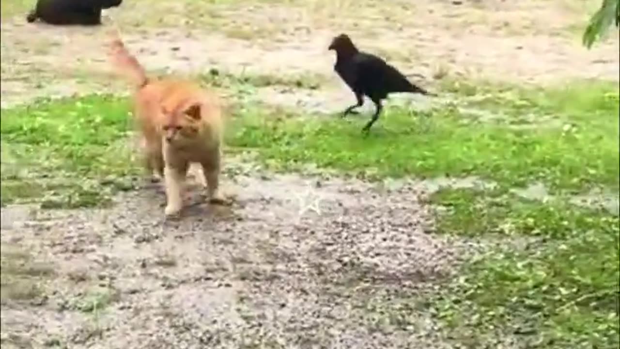 Funny cat video