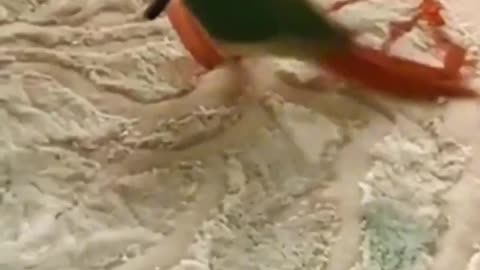 Parrot beats Kitten @Angry cat beating dumb cats