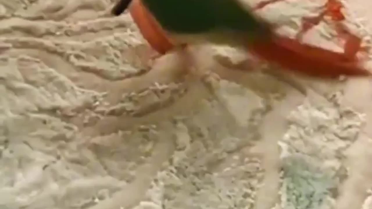 Parrot beats Kitten @Angry cat beating dumb cats