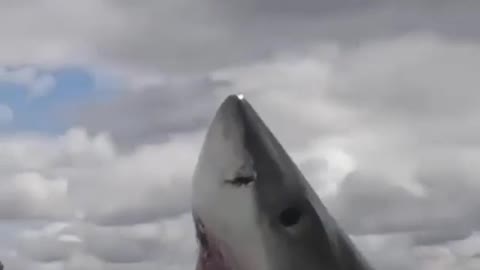 shark tries to bite the boat