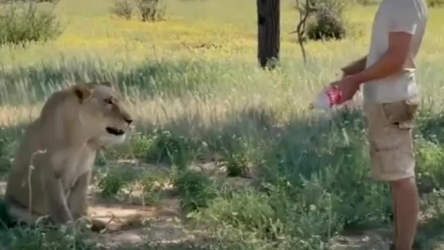 Pure love between a lion and a man