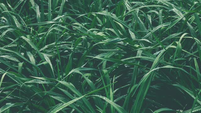 Raining on Grass