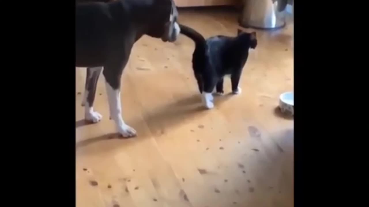 Funny Cats Compilation #9