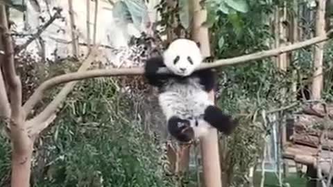 Pandas are basically little drunk people and here’s the proof