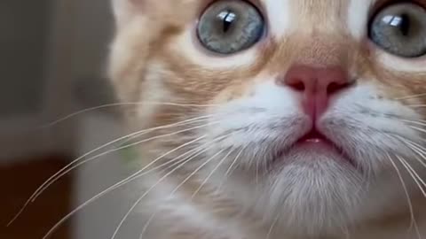 You will be fall in love with this cute kitten