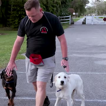 Which One of These Puppies Will Down First?