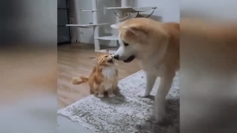 😅😂funny Cat vs dog 🐕😂😂 funny Cat dogs