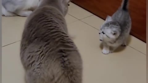 2 Funny cats fight 15