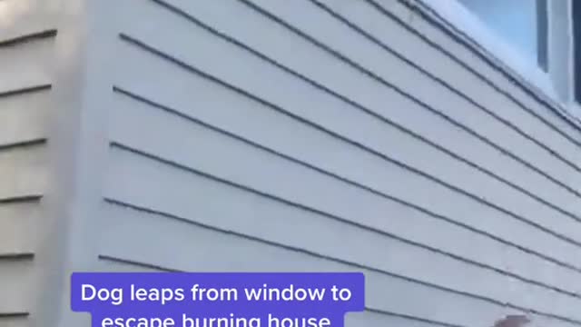 Dog leaps from window to escape burning house 🥺