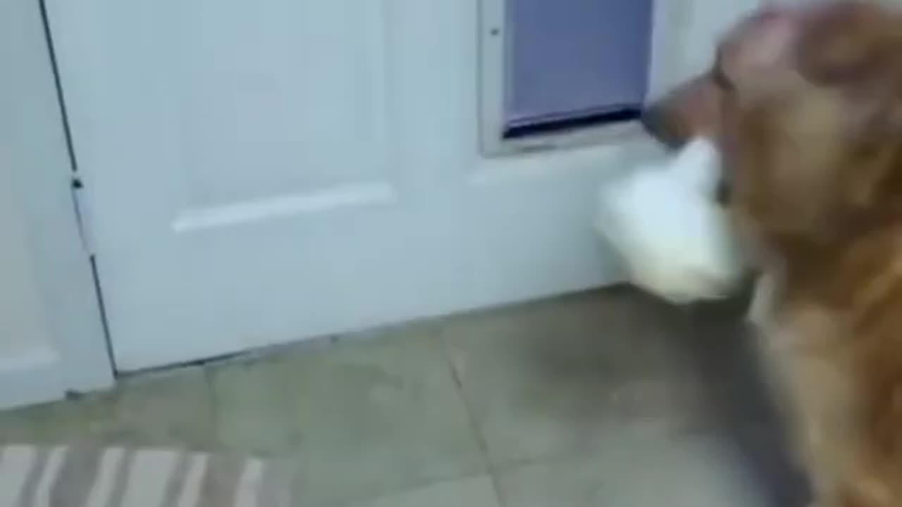 Dog funny video - very funny video