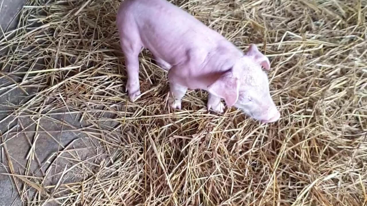 11 #pig #pigs #piggy #pigsofinstagram #piglet #minipig #piggies #oink #petpig