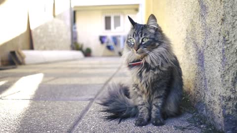 Long Hair Cat