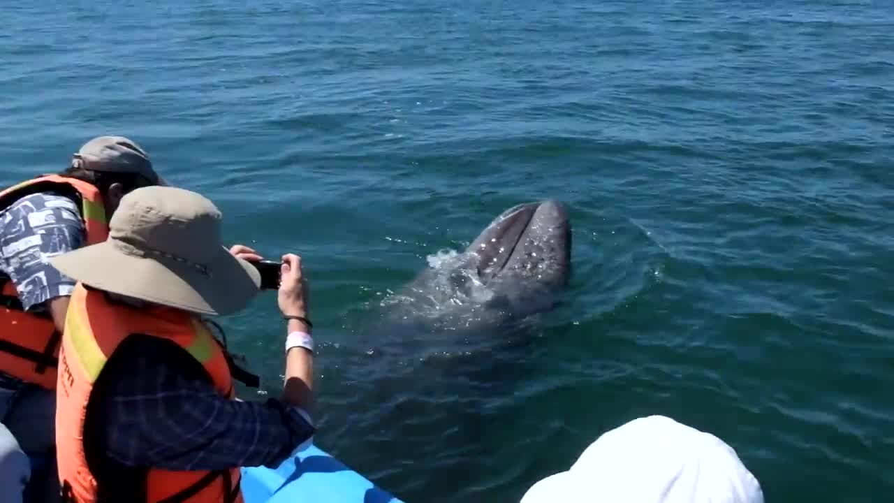 Friendly Whales