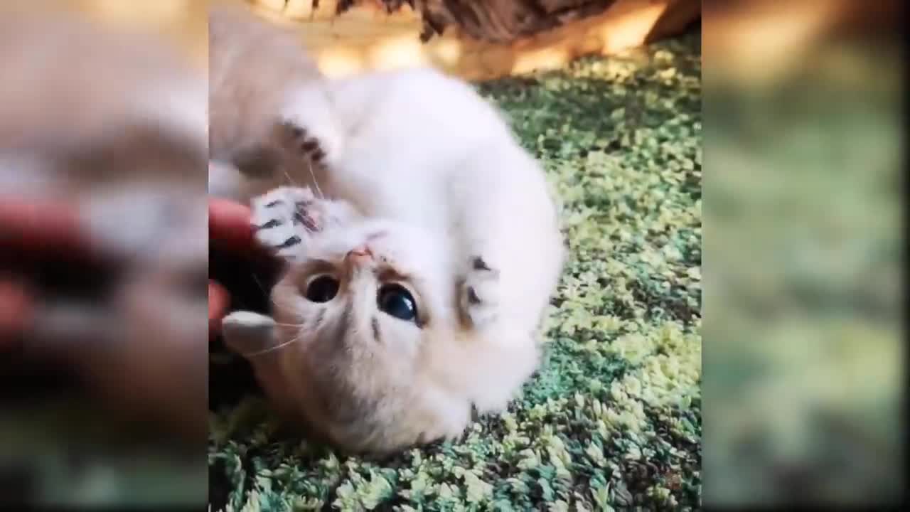 Baby Cats - Cute and Funny Baby Cat Videos Compilation #19