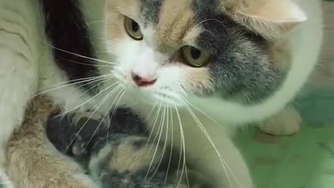 OMG So Cute Cats ♥ Best Funny Cat ❤️🐈Videos 2021 #shorts