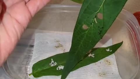 Monarch Butterfly Season 2024 Part 6