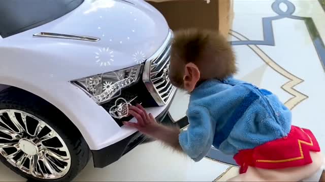 Monkey drives a car with his puppy in the garden