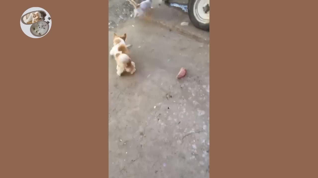 Cats vs Dogs fights - angry cats vs dogs funny compilation