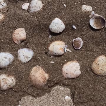 Shells by the sea