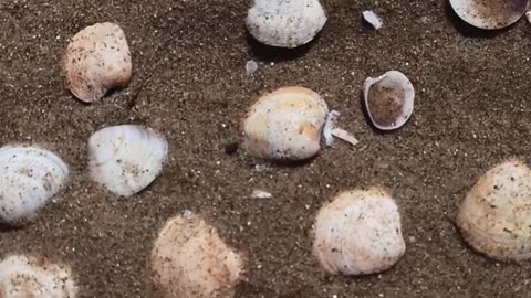 Shells by the sea