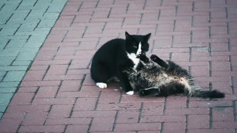 Pinkie and stinky playing outside