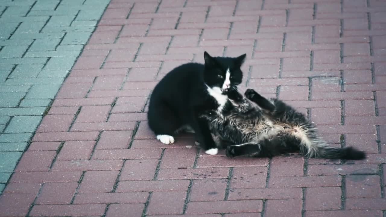 Pinkie and stinky playing outside