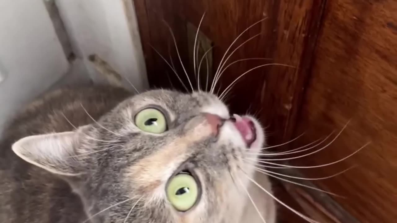 cat sound funny very