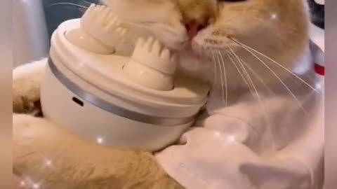 A cat enjoying a massage